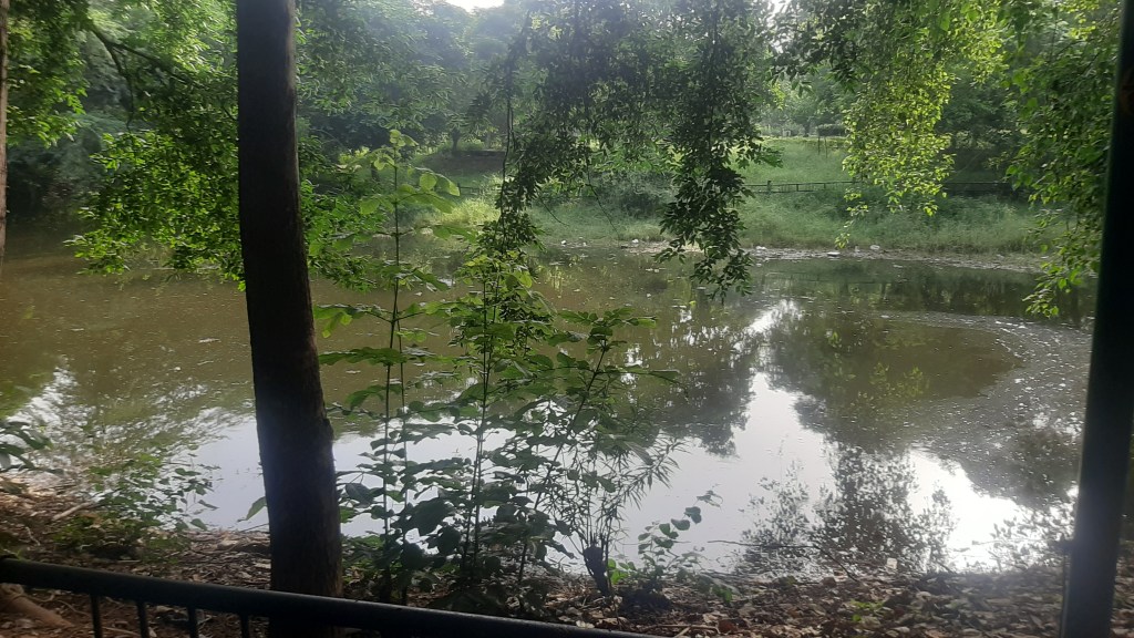 Image of trees and leaves as seen on the lake surface
