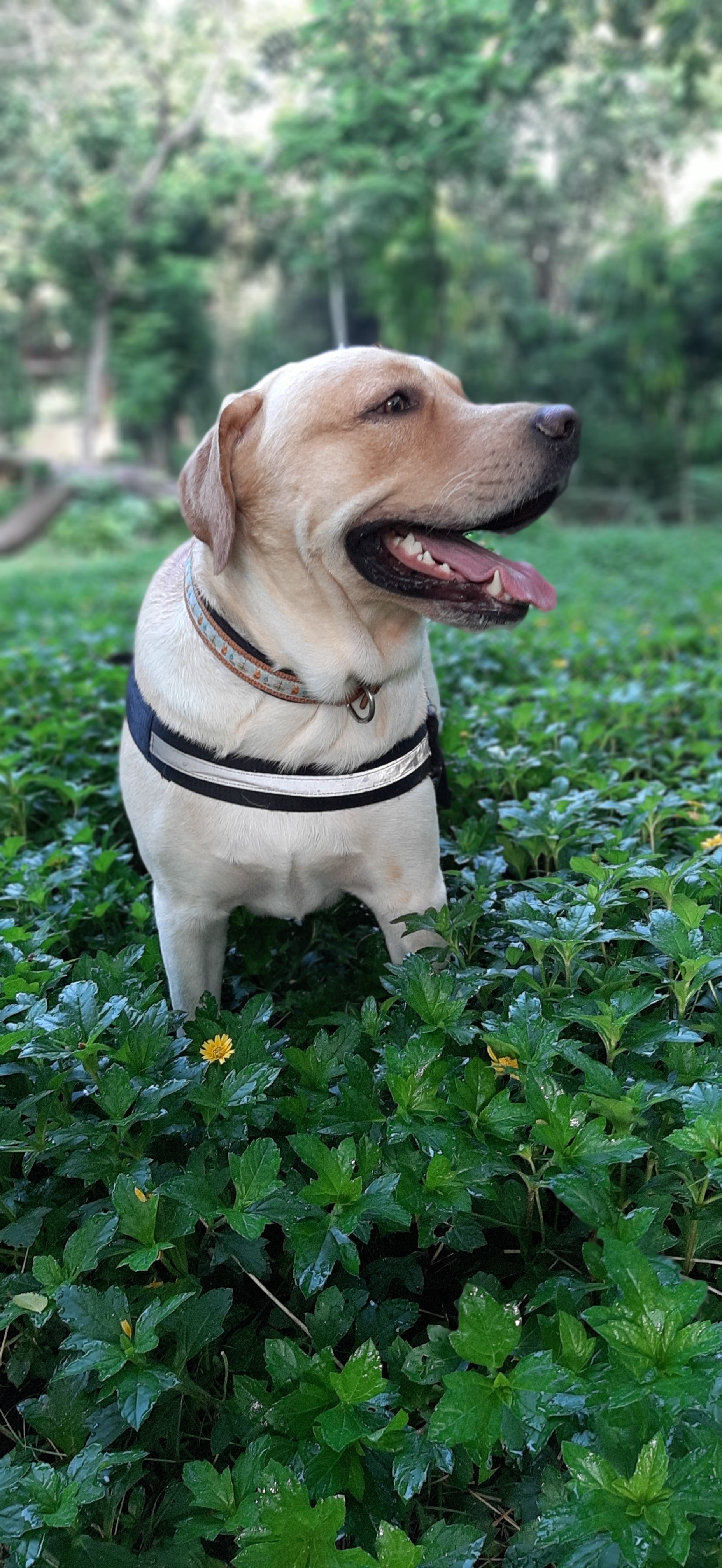 A labrador dog enjoying a walk in the wilderness