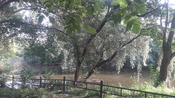 Trees growing along a lake full of rain water