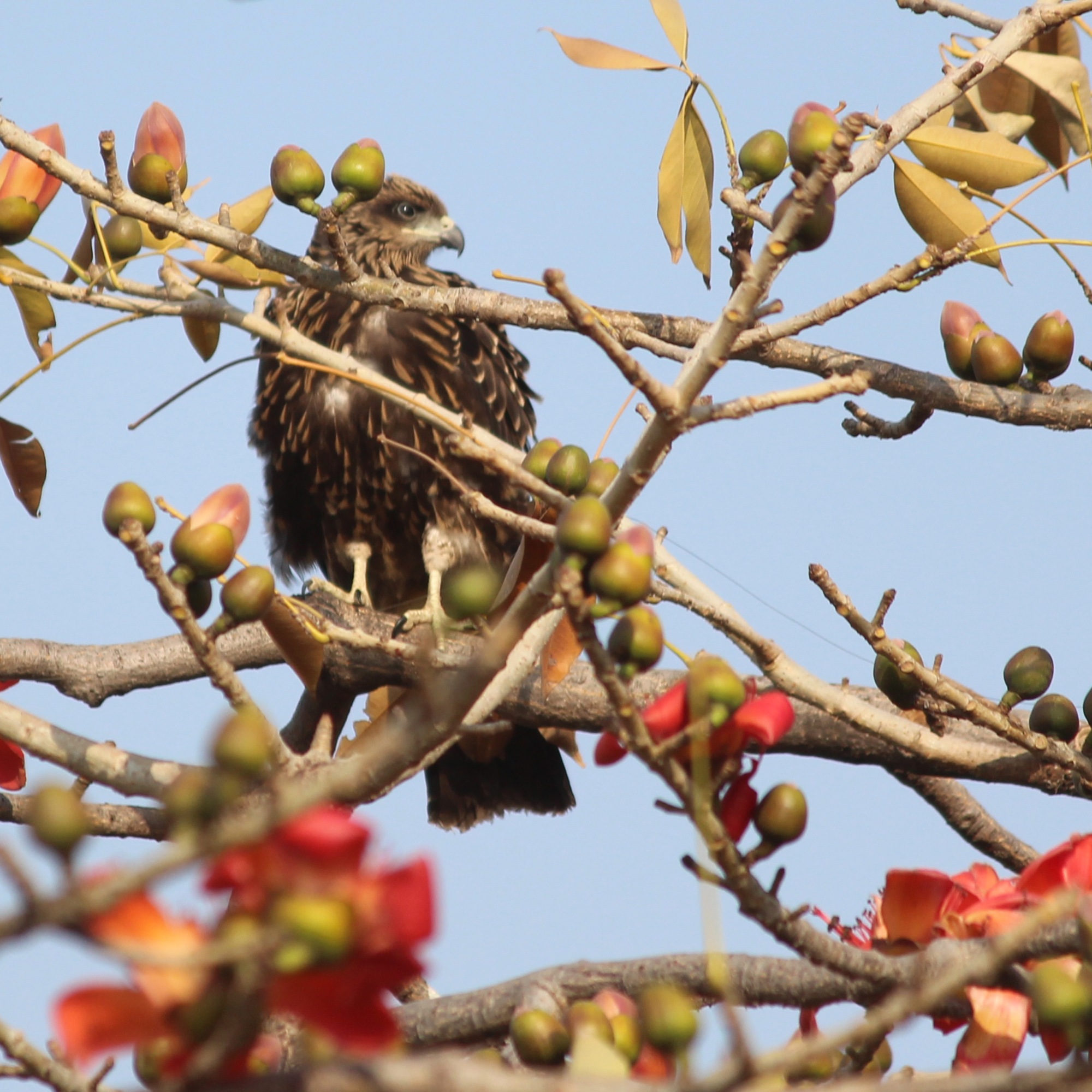 A young eagle perched on a tree