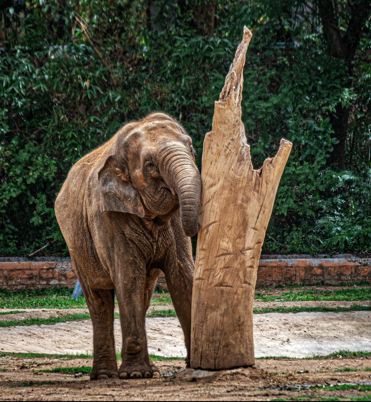 Elephant scratching against a tree trunk