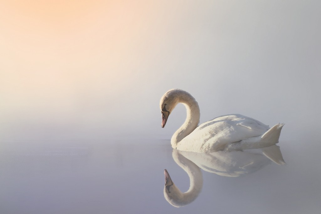 A swan reflected on placid water