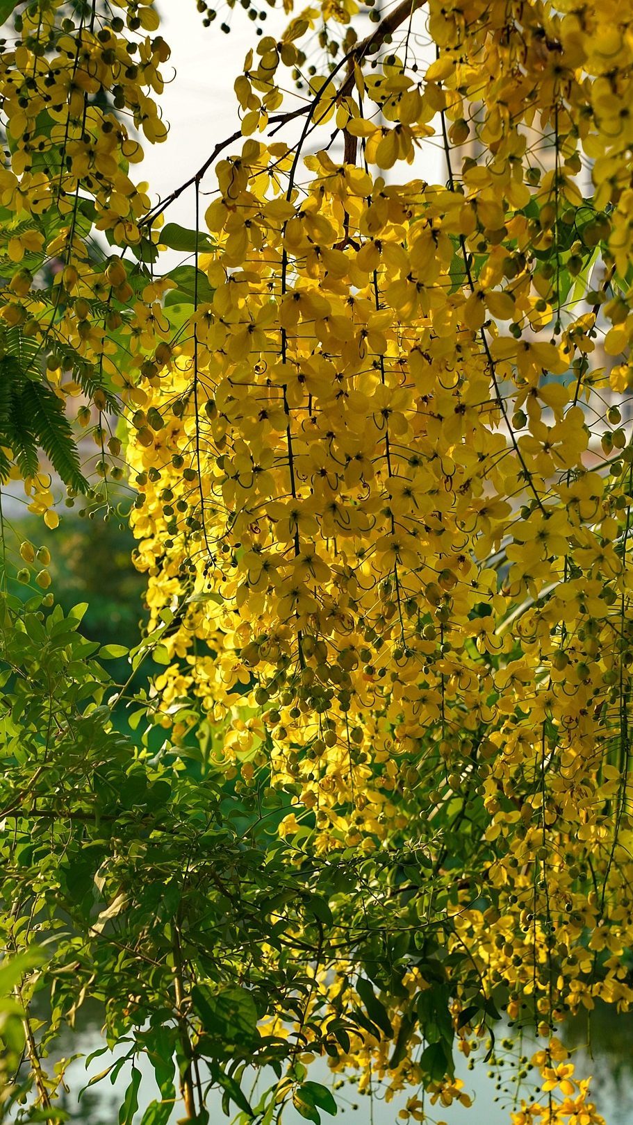 The Amaltas tree in bloom