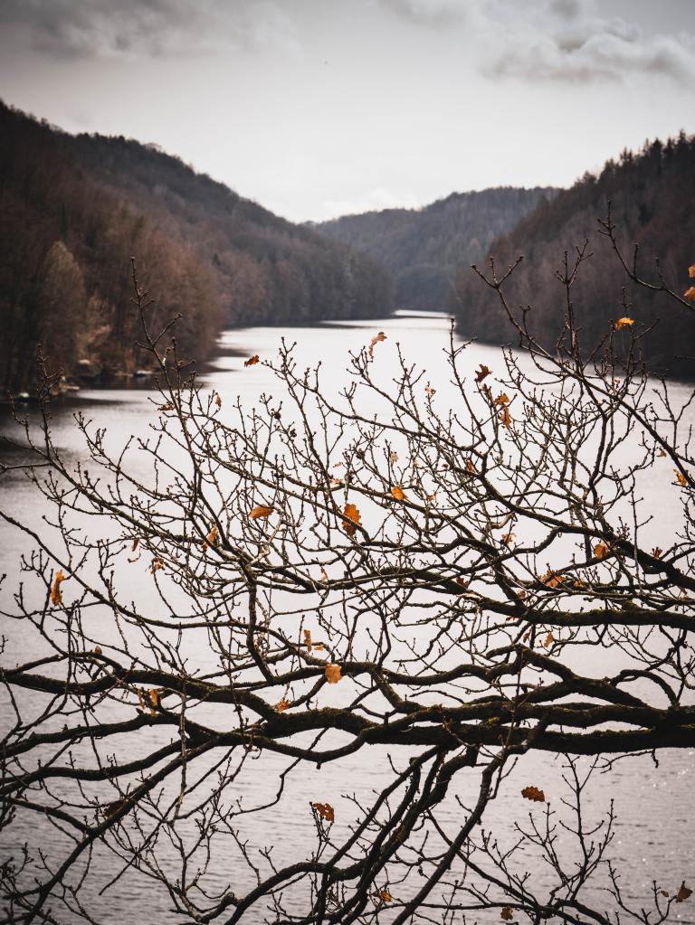 View through bare branches