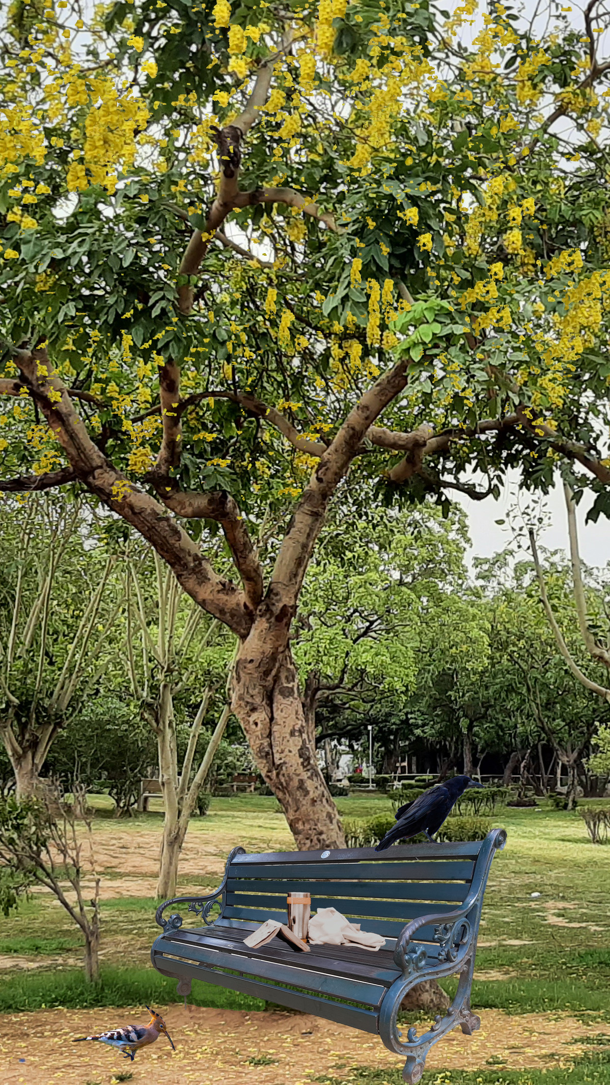 The Amaltas tree with a bench under it
