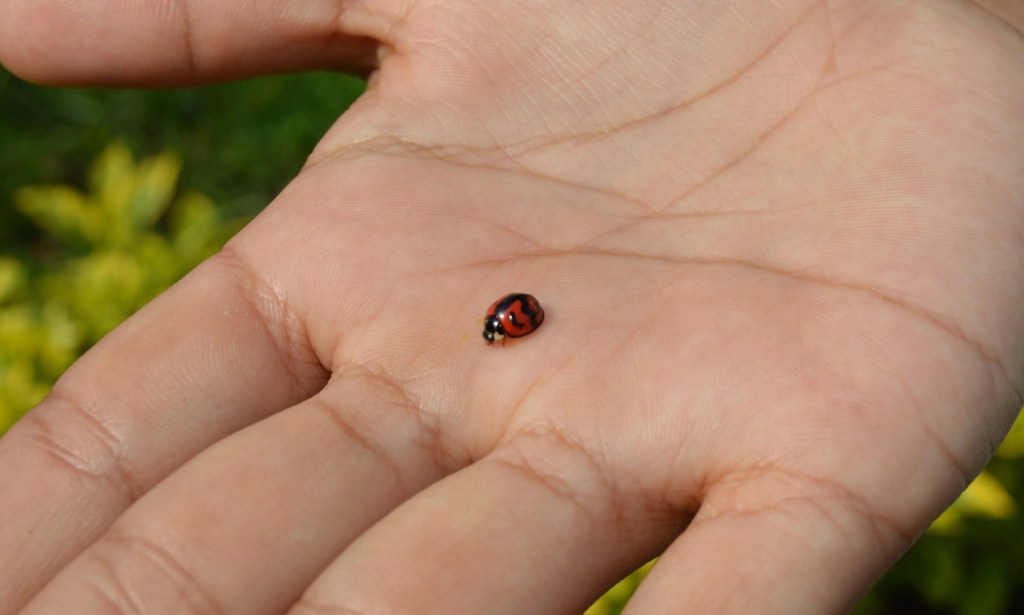 Ladybird on palm